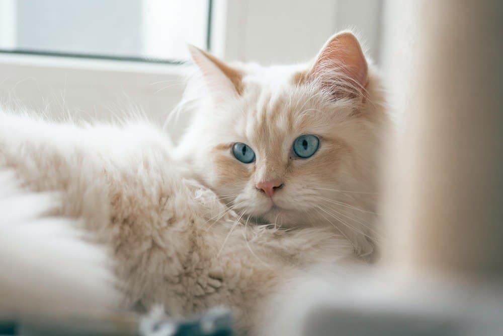 White Birman cat with blue eyes