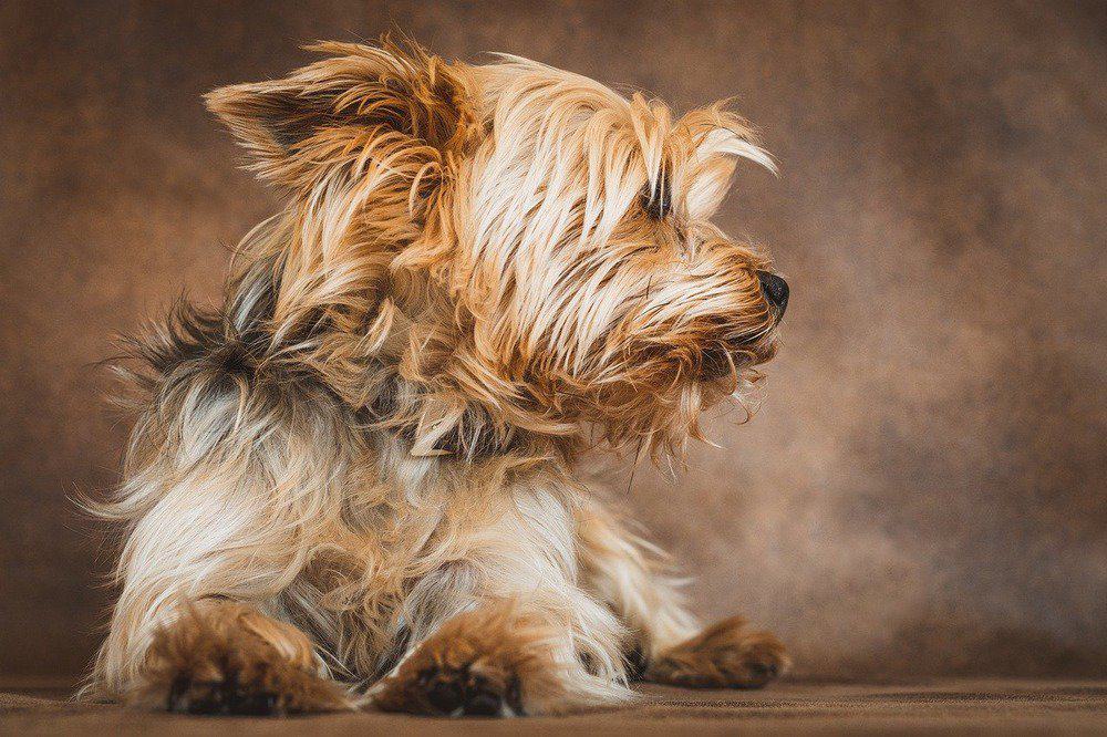 Yorkshire terrier portrait