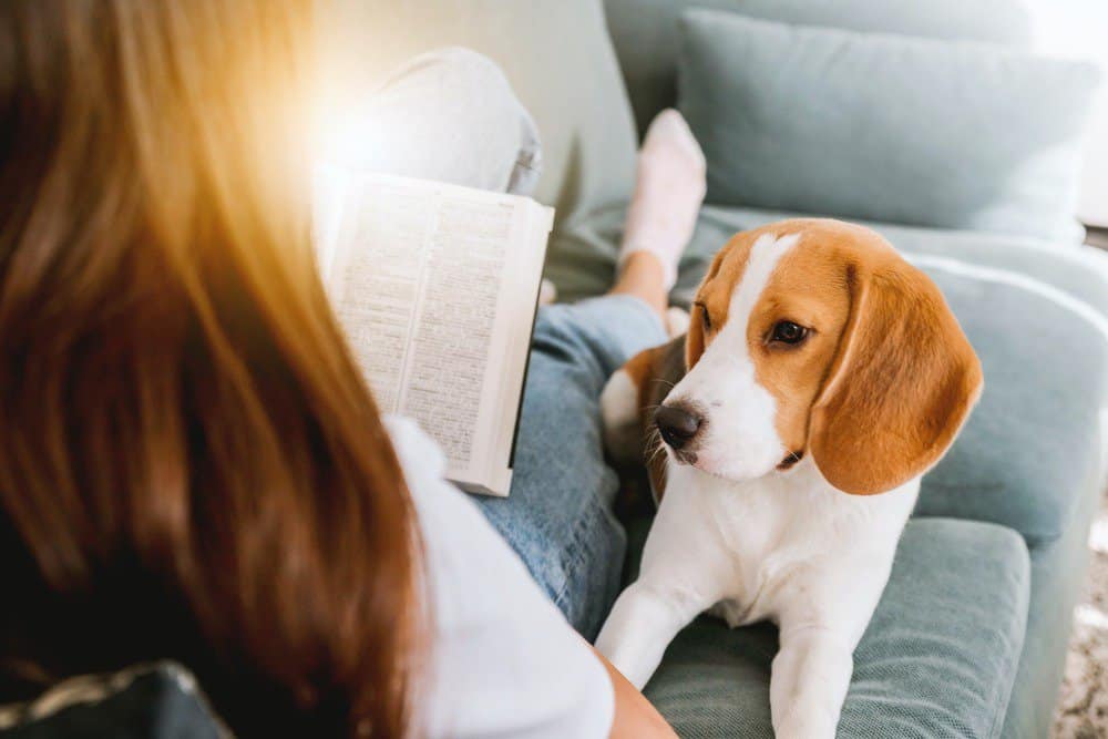 Beagle staring at owner on a sofa