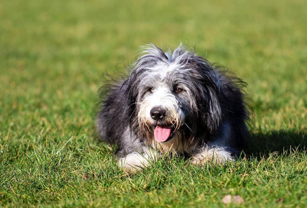 Bearded collie lying on the grass