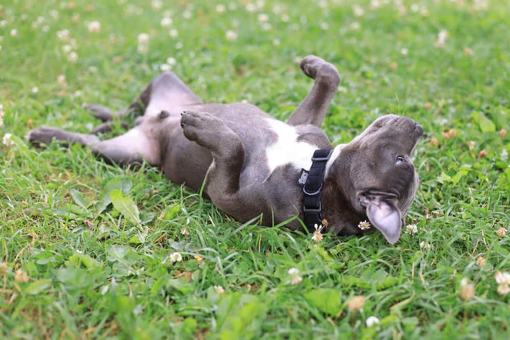 A Dog Rolling in Grass