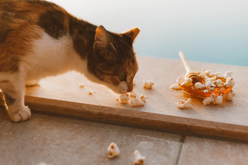 Cat sniffing popcorn