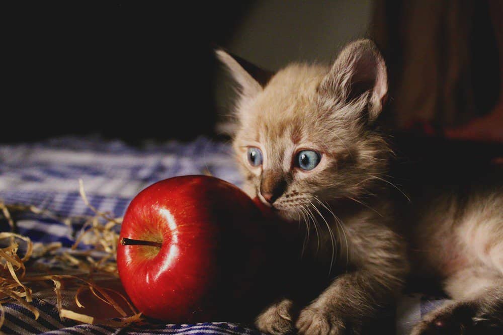 Cat staring at a red apple