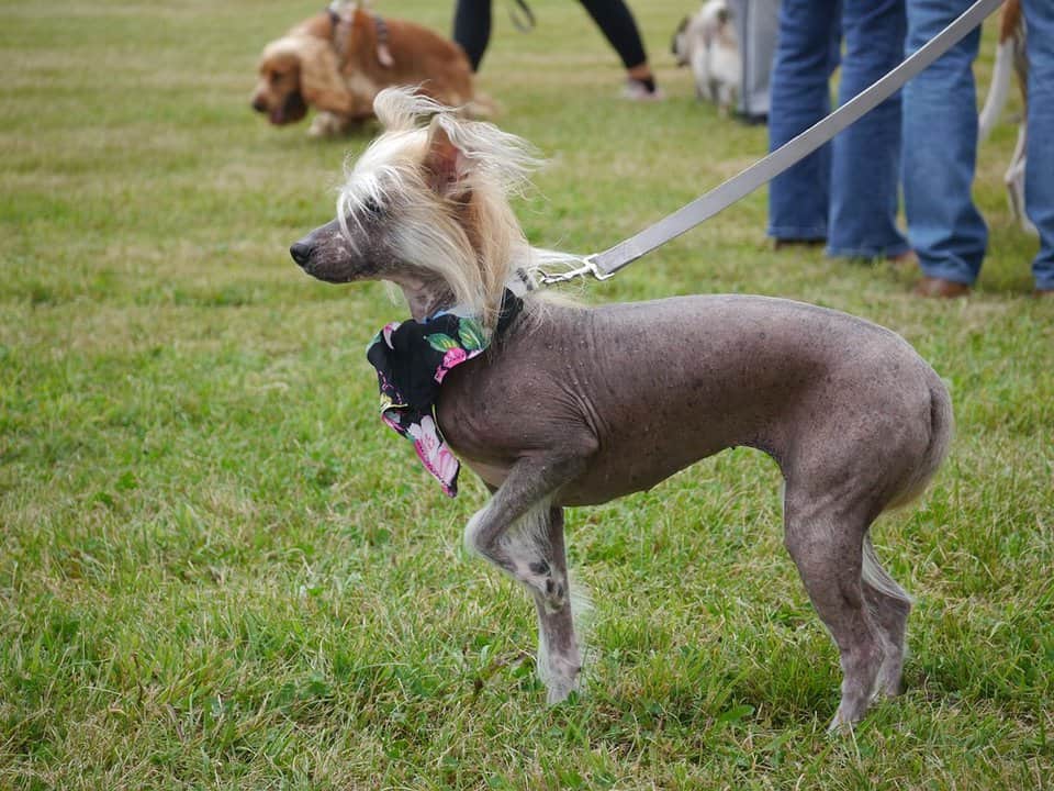 A Chinese crested dog on leash