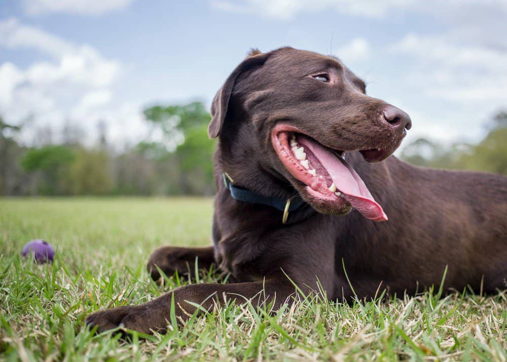 Chocolate labrador retriever lying on grass
