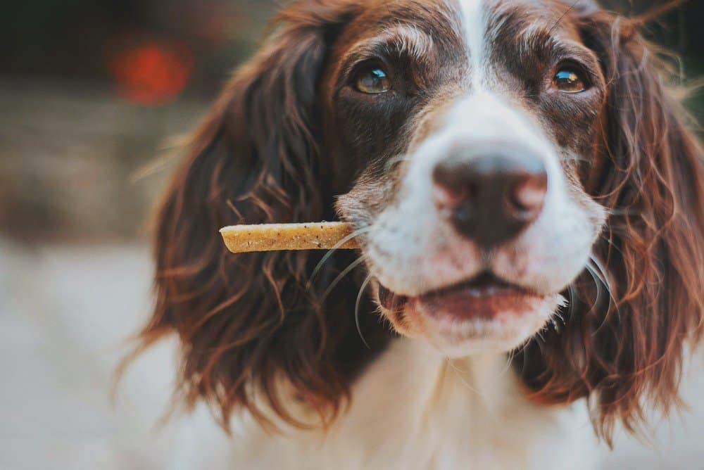 Dog hides hot sale treats