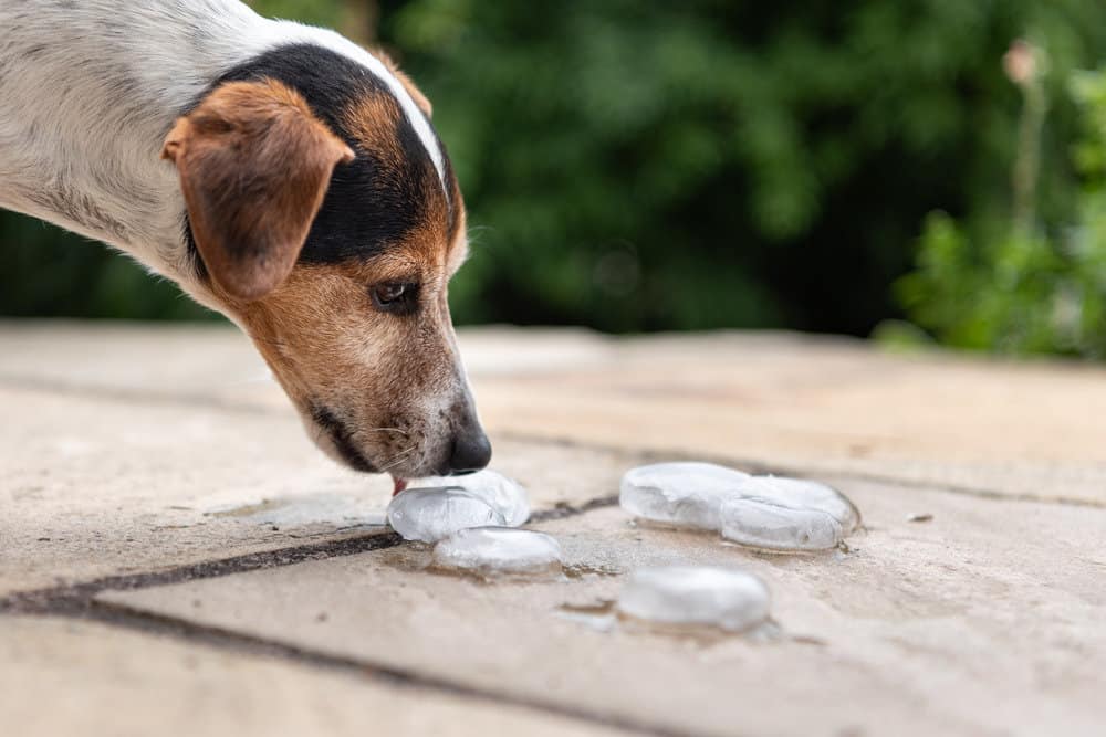 Dog licking ice cubes