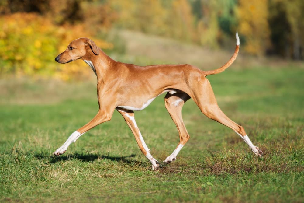 Elegant Azawakh dog jogging