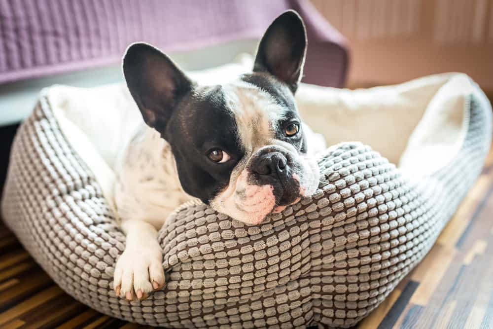French bulldog lying in dog bed