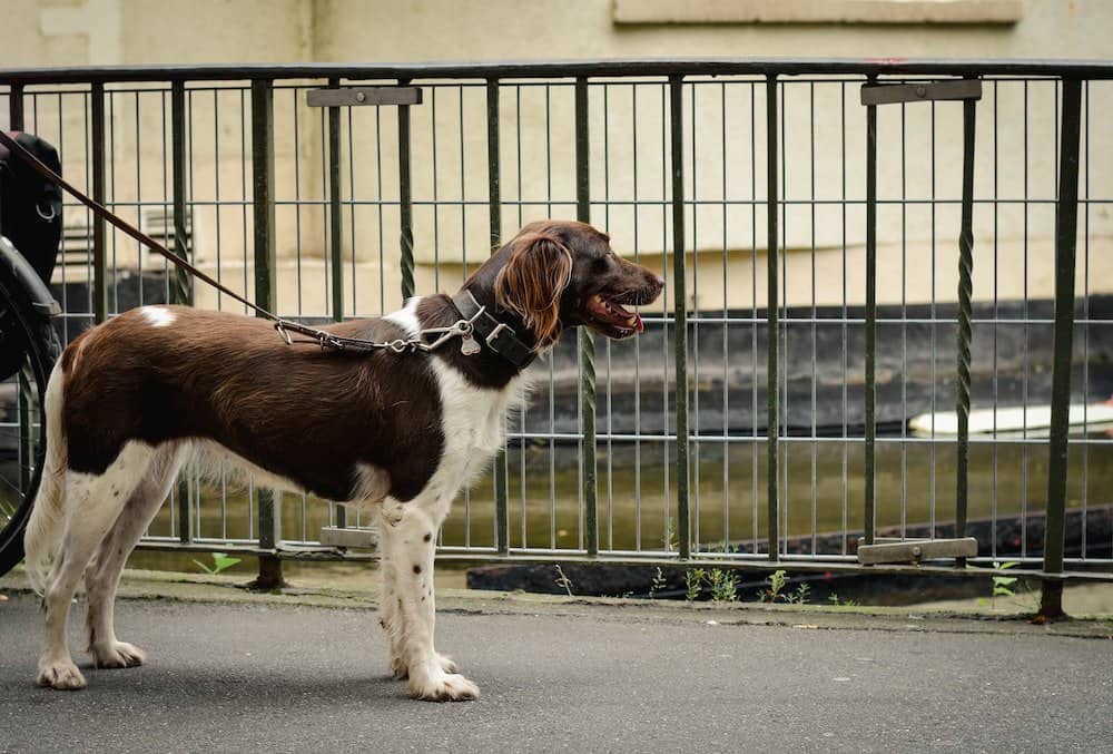 Small munsterlander dog on a leash