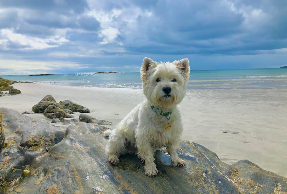 West Highland white terrier on a beach