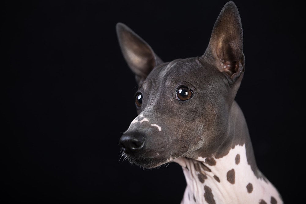 American hairless terrier portrait