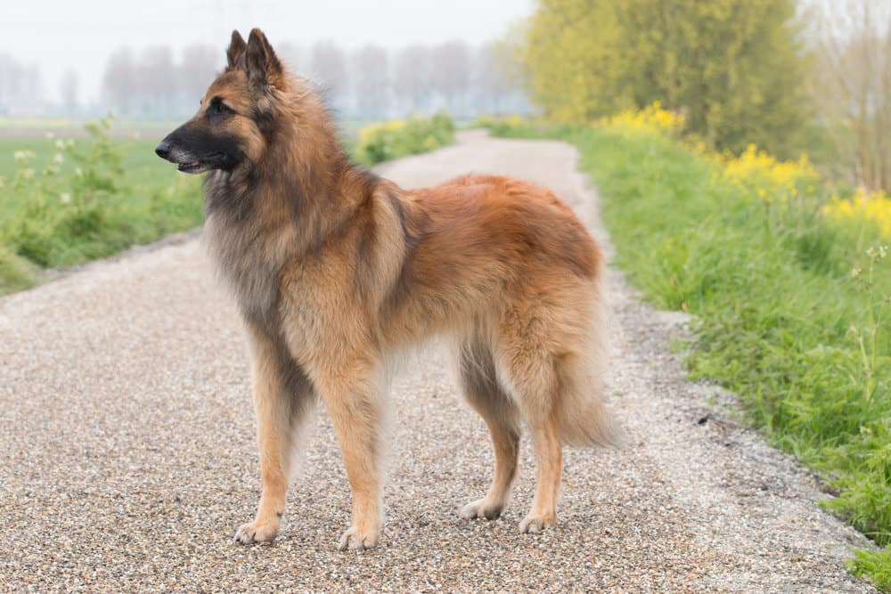 Belgian tervuren dog standing on a path