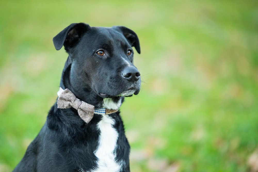 Black Boxador dog wearing a bow tie