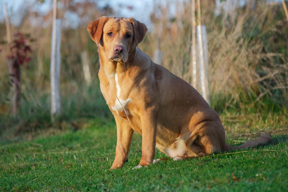 Brown Boxador dog in a field