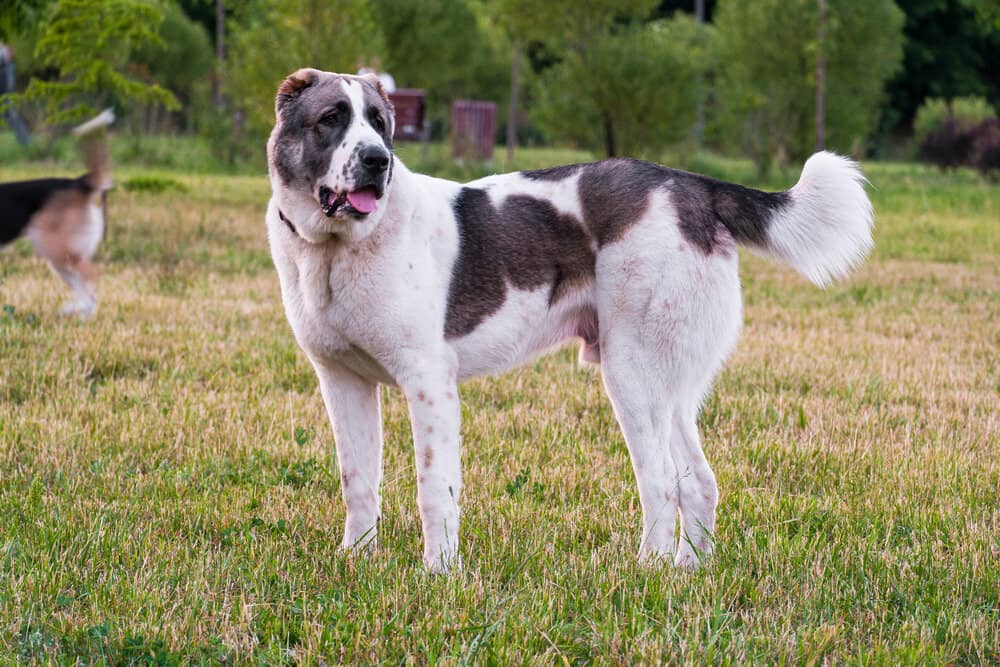 Central Asian shepherd dog breed