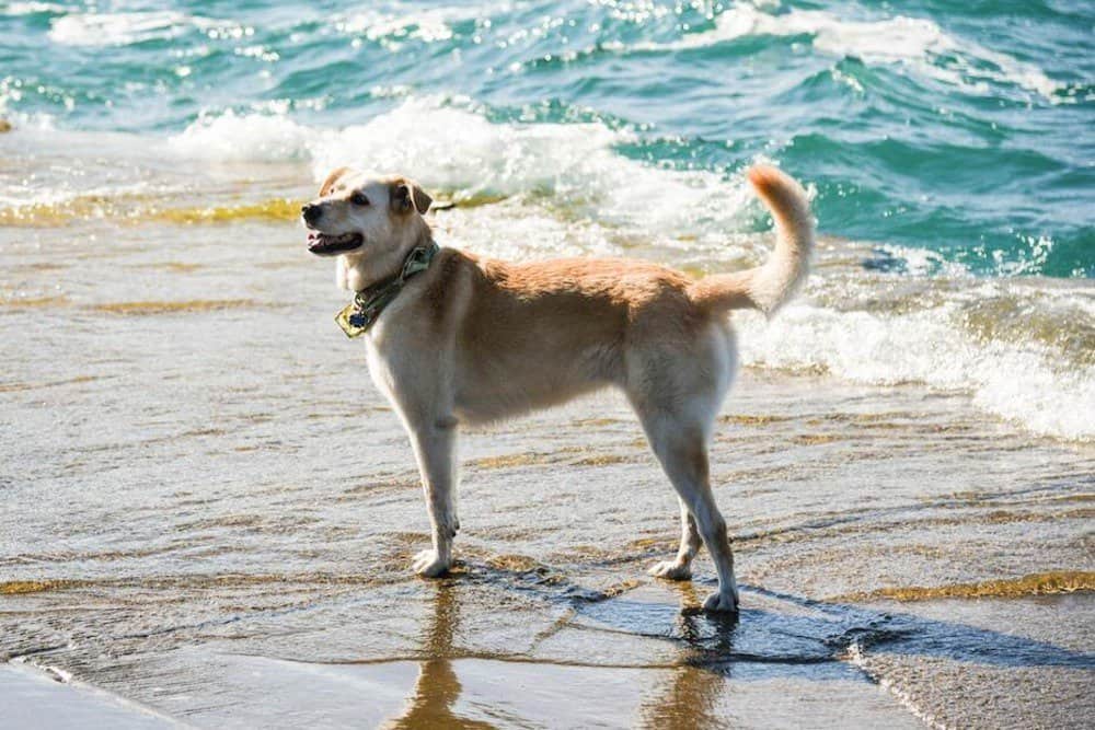 Dog standing on sea shore