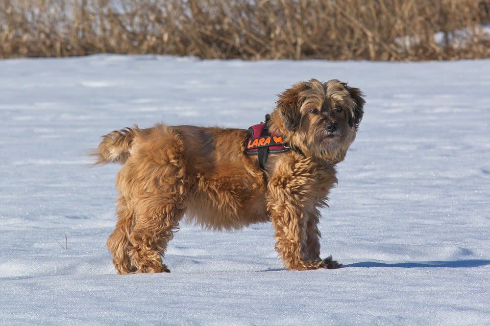 A Tibetan terrier standing on snow
