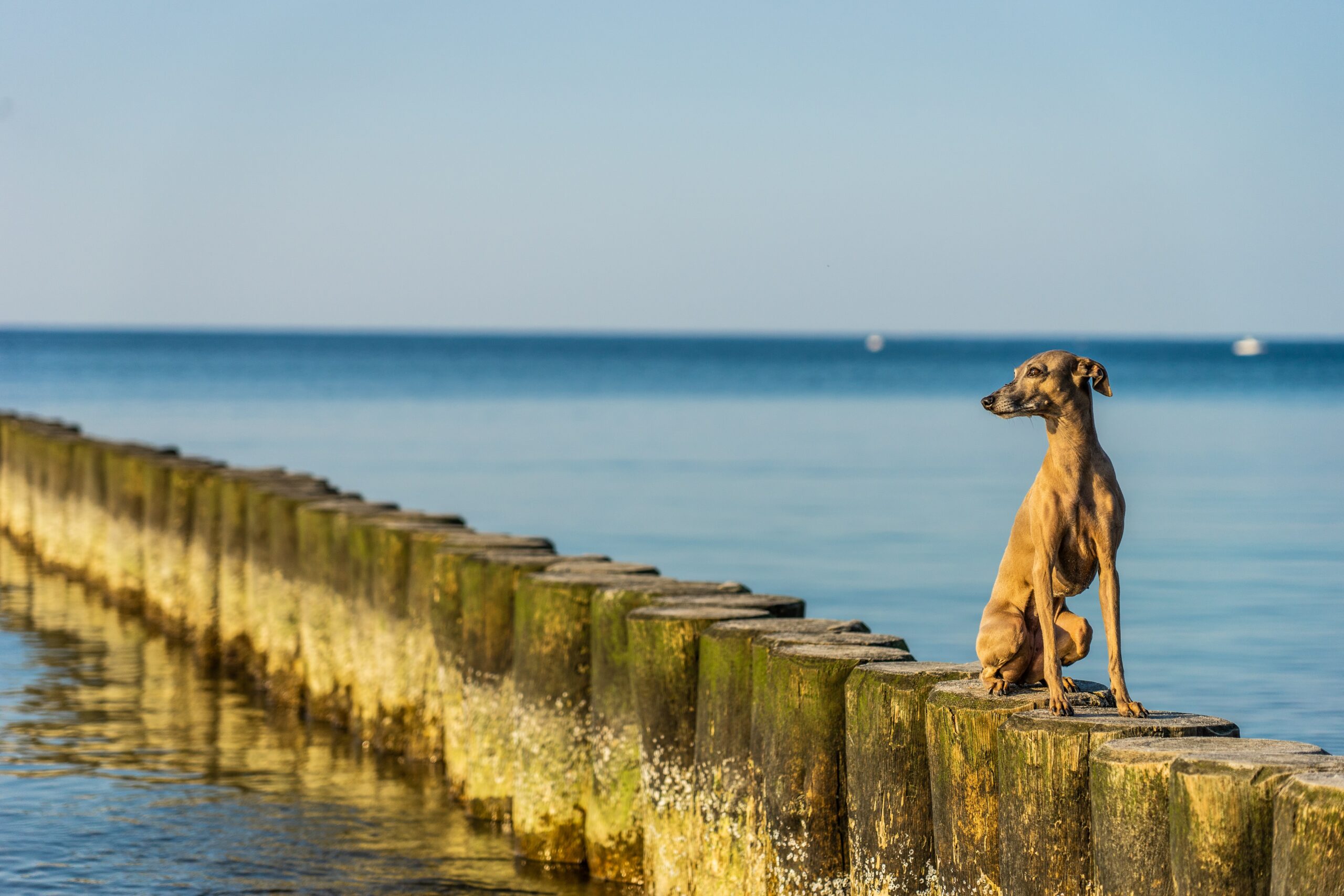 A Guide to Choosing the Best Italian Dog Name for Your Pup